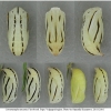 coen arcania pupa2 volg1